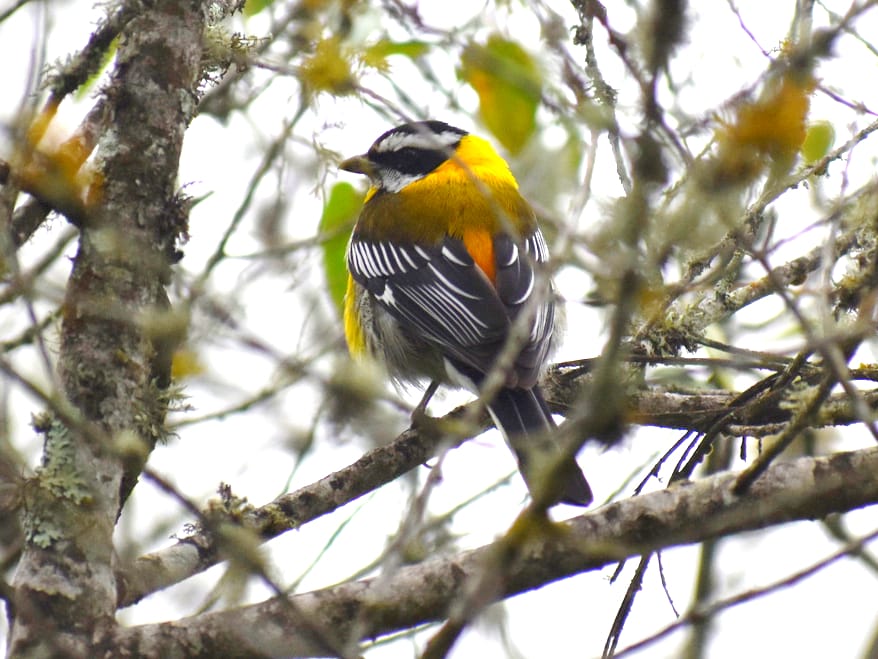 Wynne Farm Snack Bar photo 3