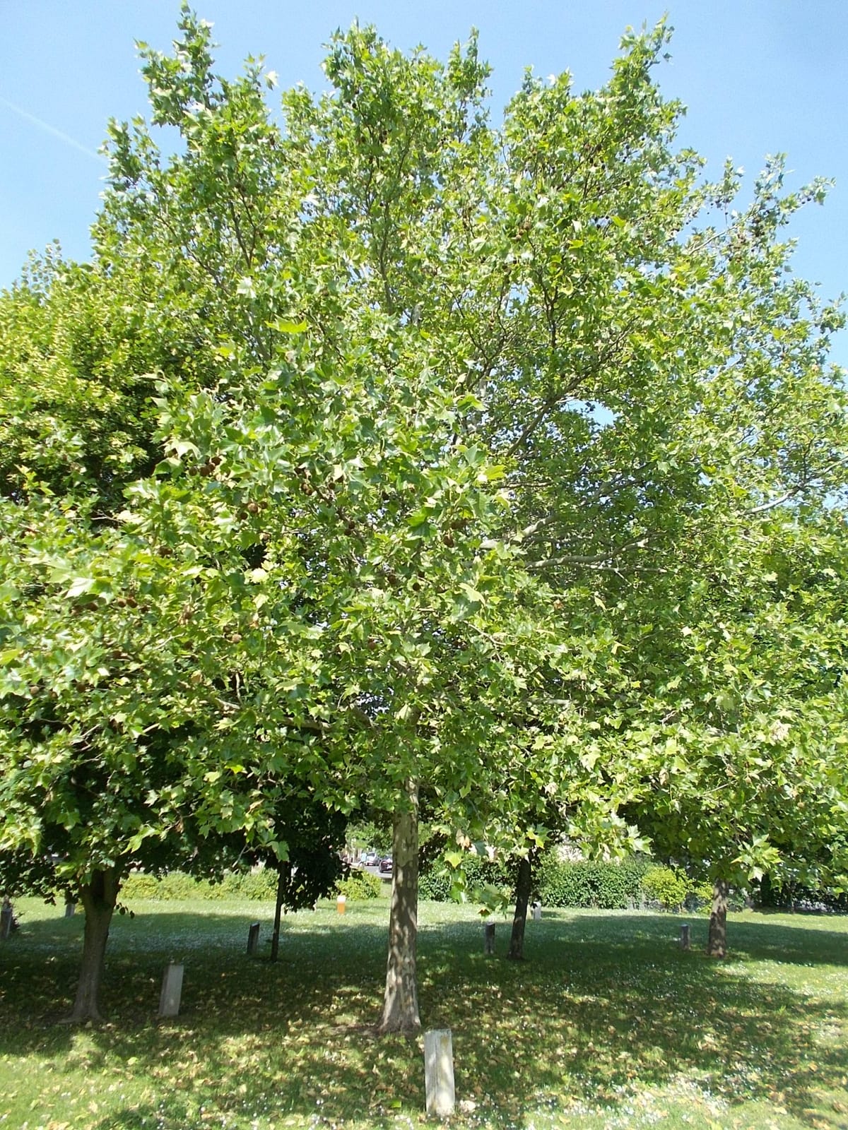 Béke