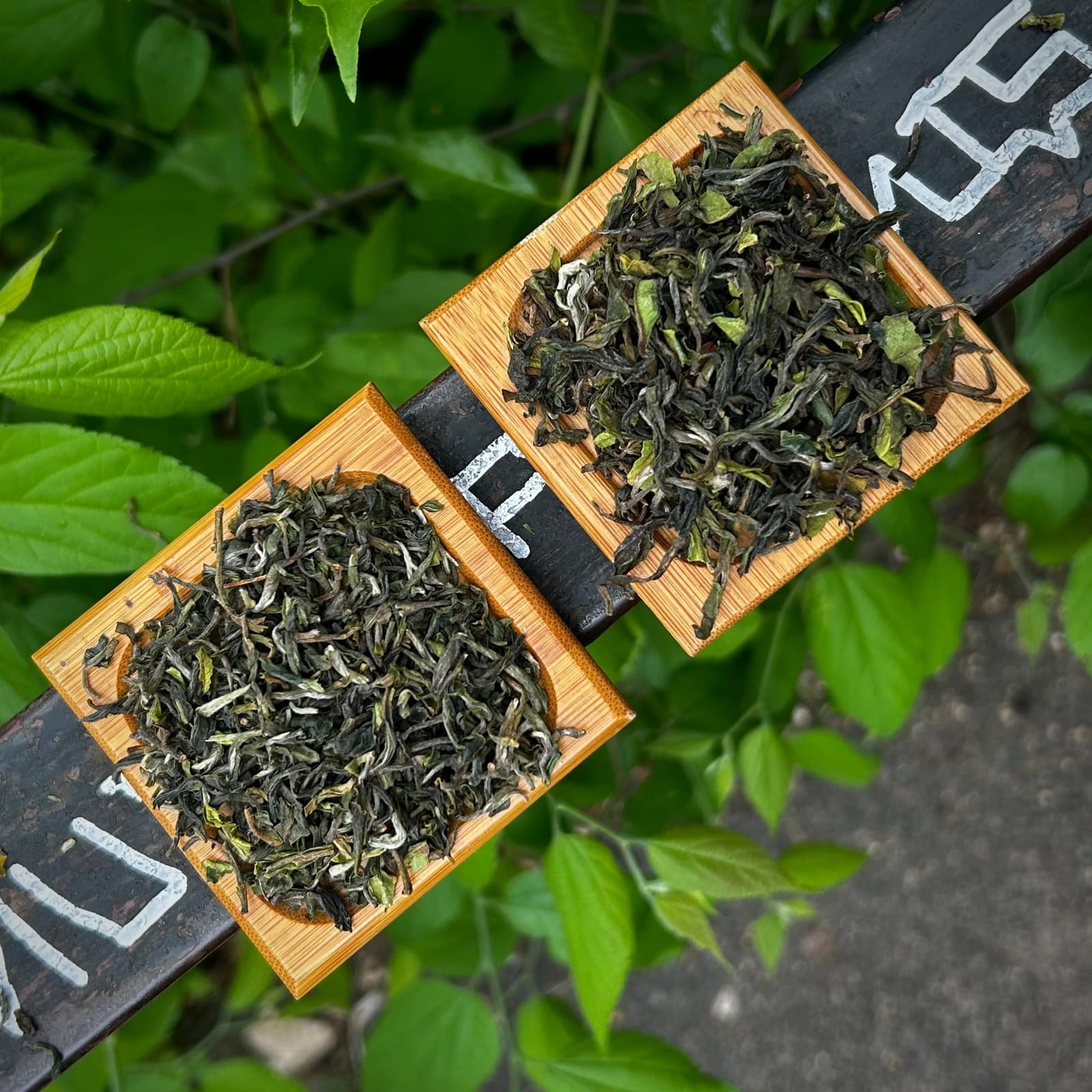 1000 Tea photo 3