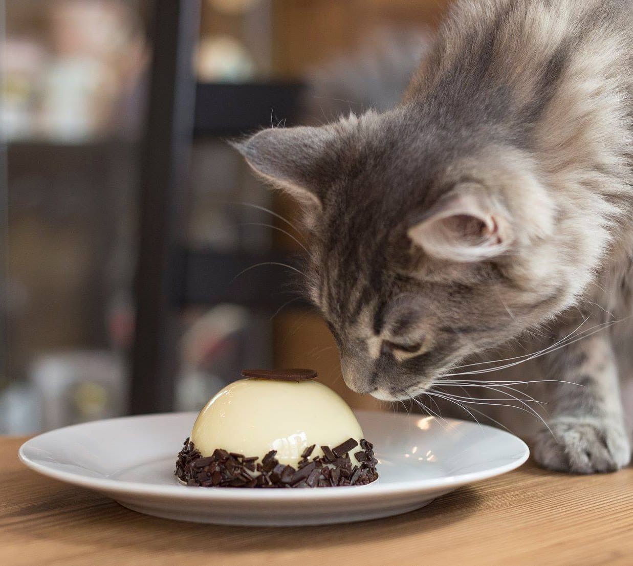 Cat Café photo 2