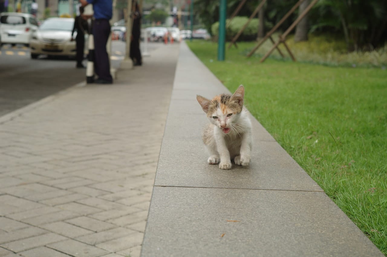 Temoe Santai photo 2