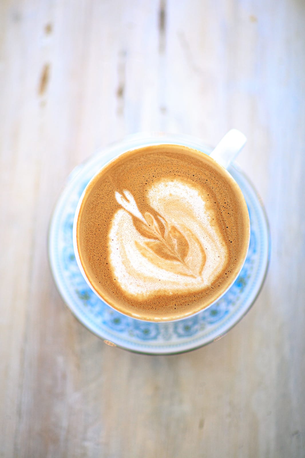 Fiddlehead Fern Cafe photo 3
