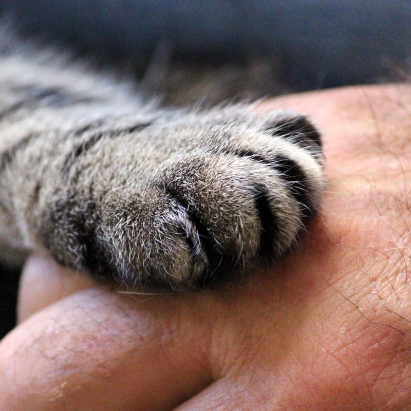Manx Cat Cafe photo 5