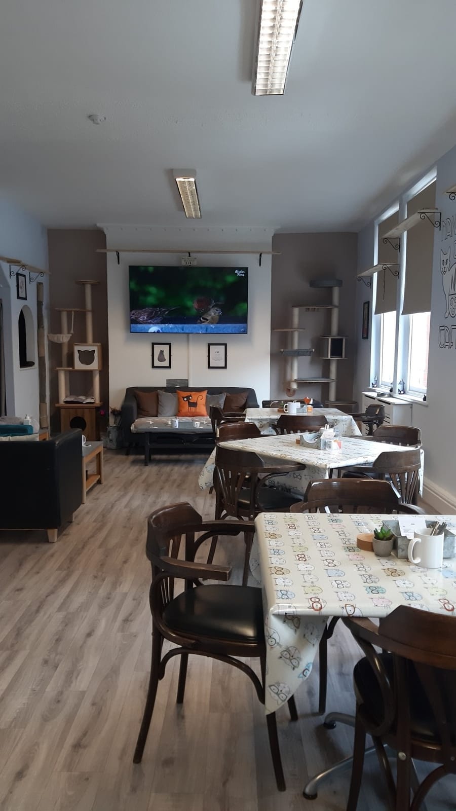Manx Cat Cafe