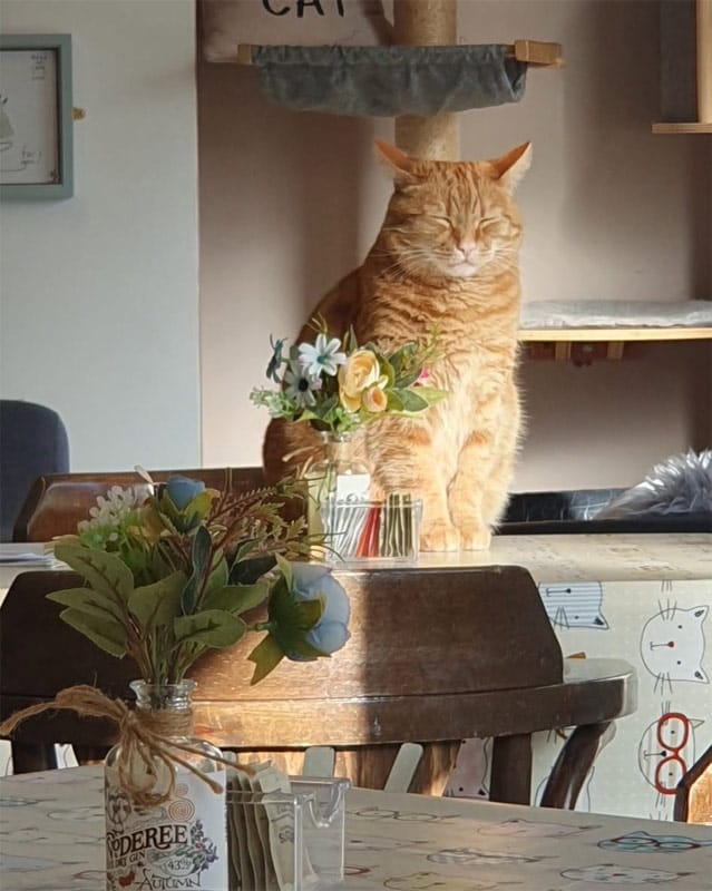 Manx Cat Cafe photo 2