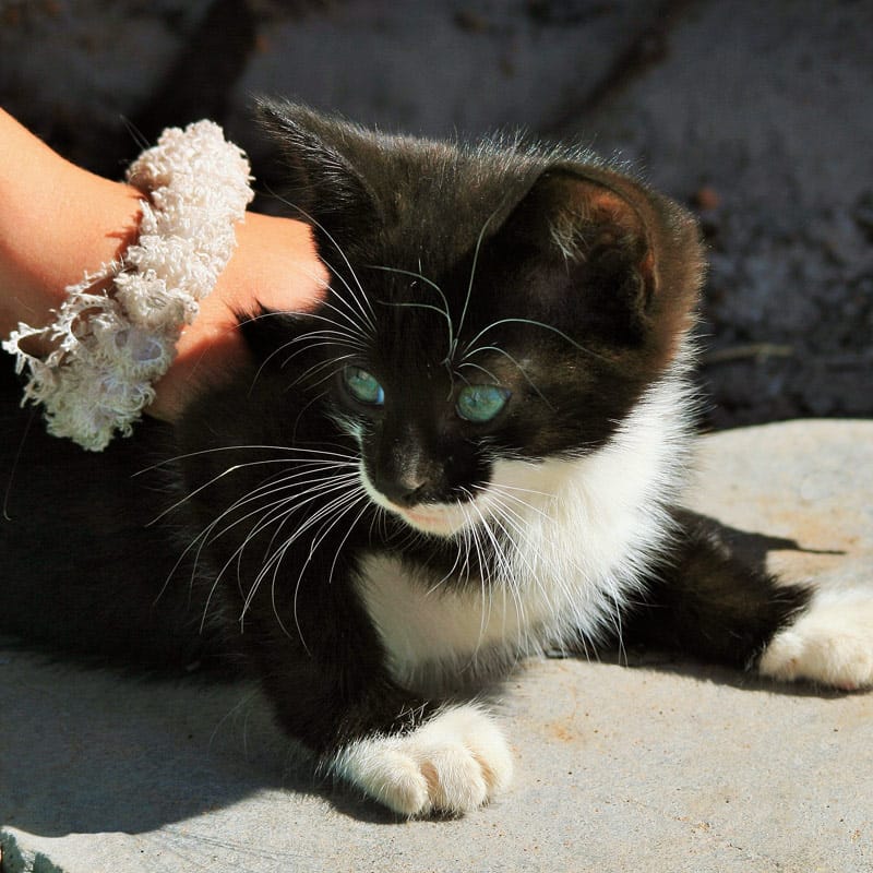 Manx Cat Cafe photo 3