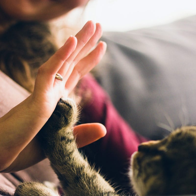 Manx Cat Cafe photo 4