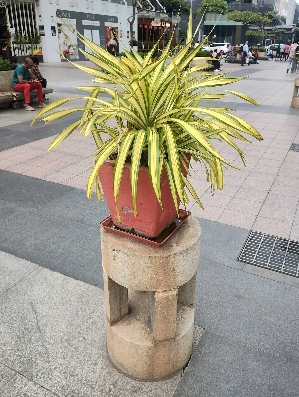 Hatti Kaapi photo 3
