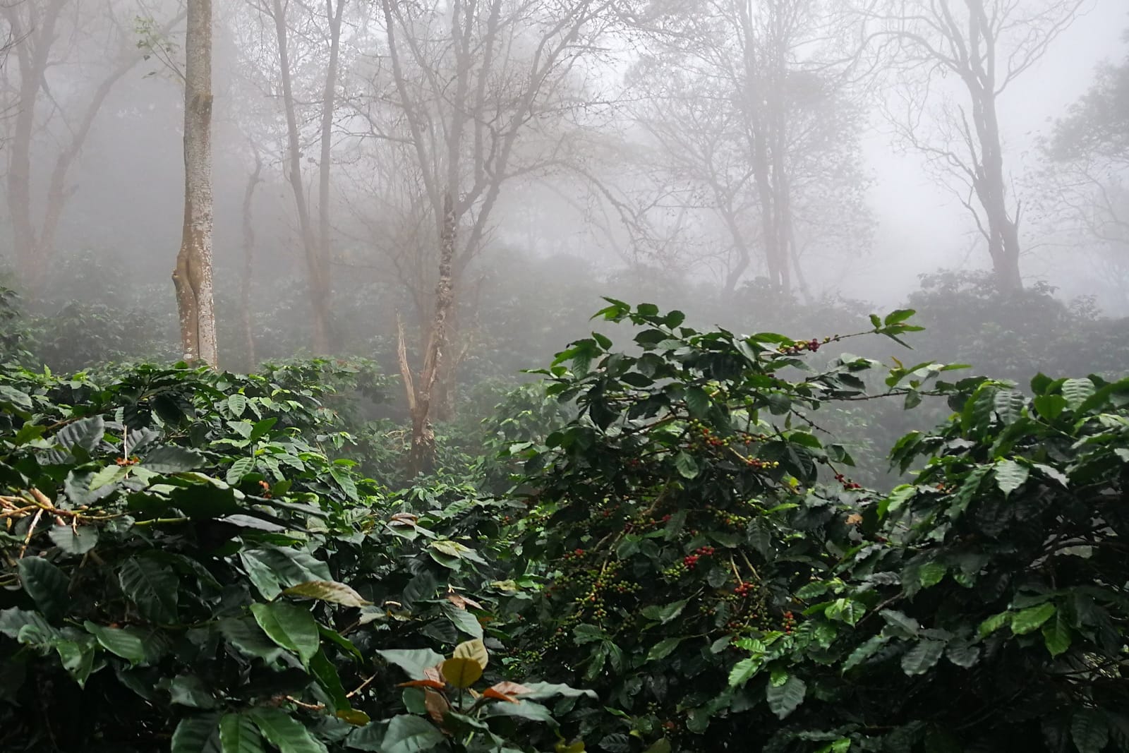 Vesta Coffee Roasters photo 3