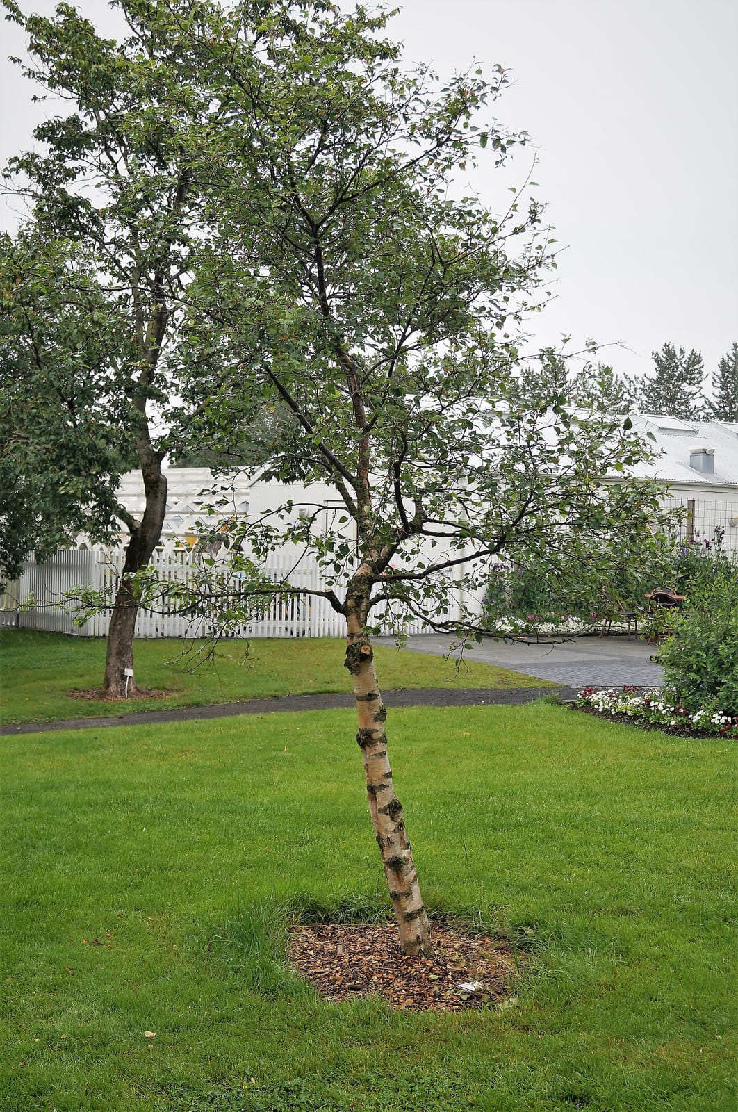 Kaffi Flóran photo 2