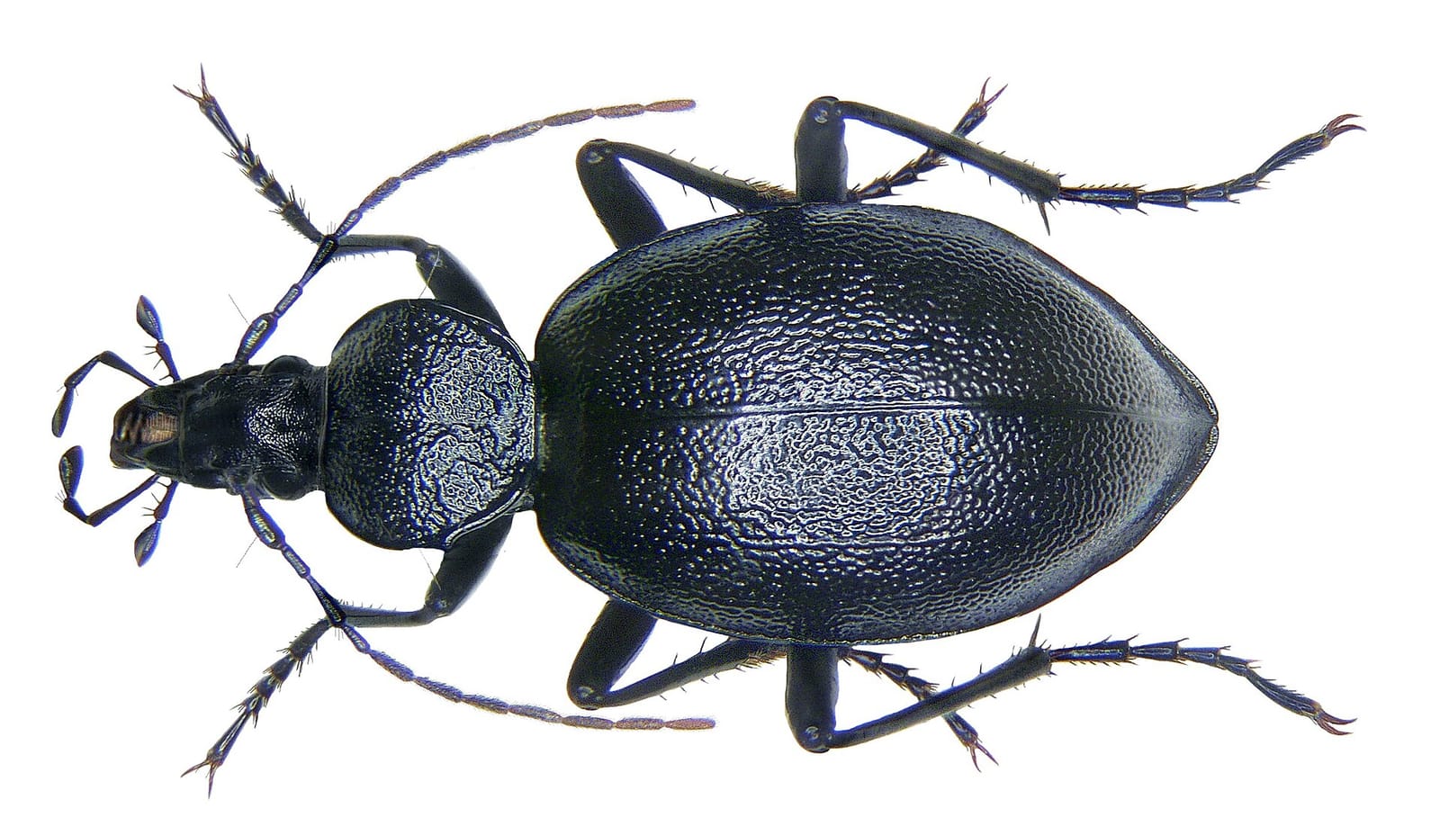 Oswald photo 3