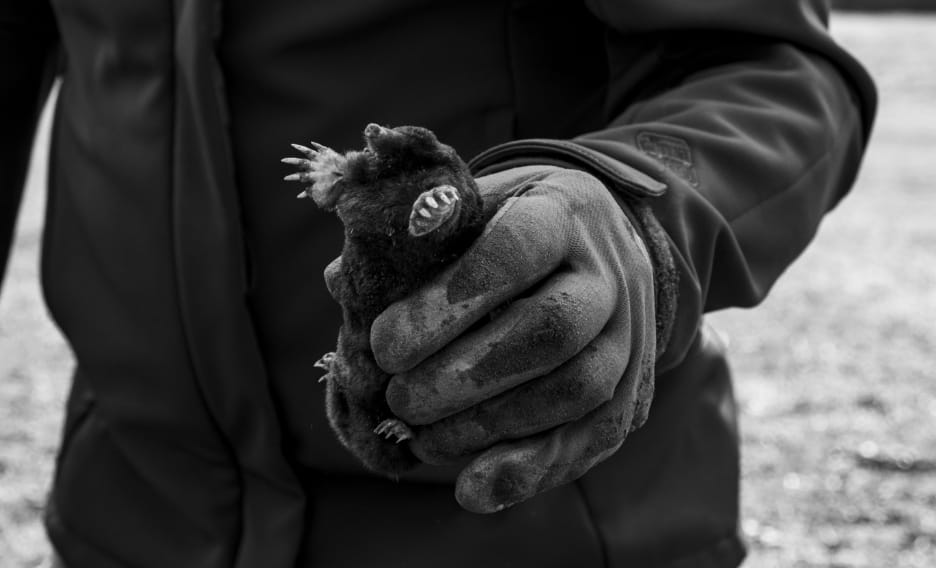The Mole photo 3