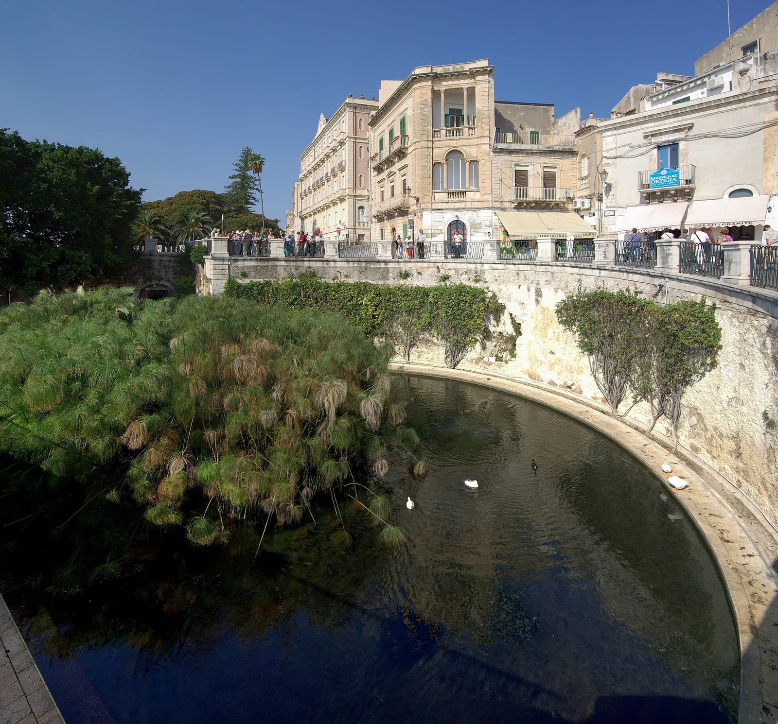 Cuccumella photo 3