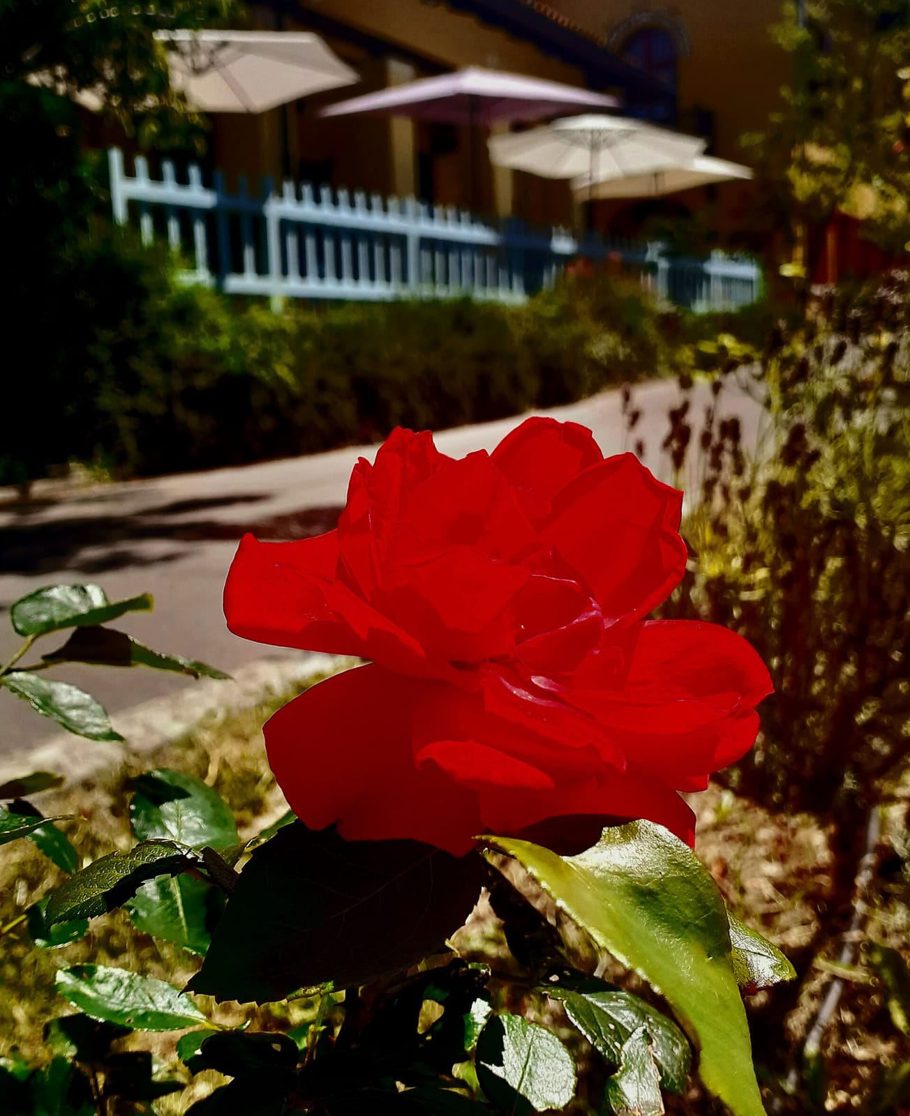 Il Posto delle Fragole