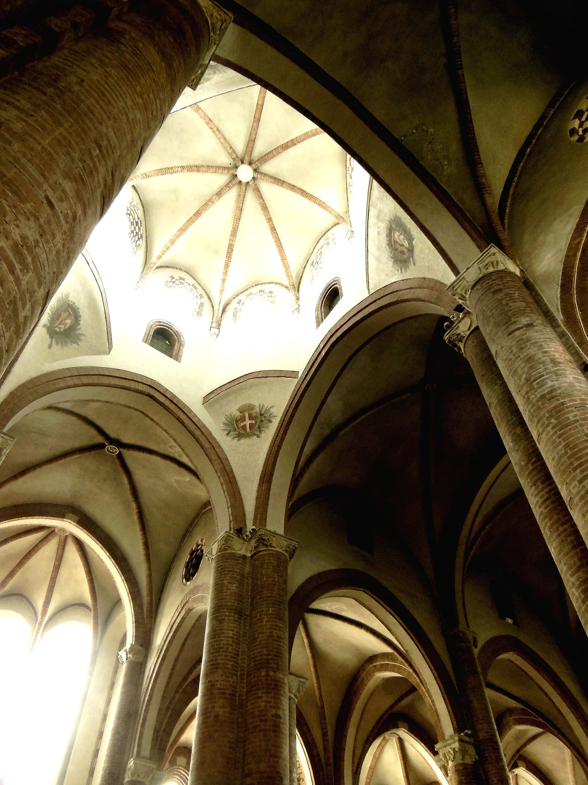 Succoso Nonlatteria photo 3