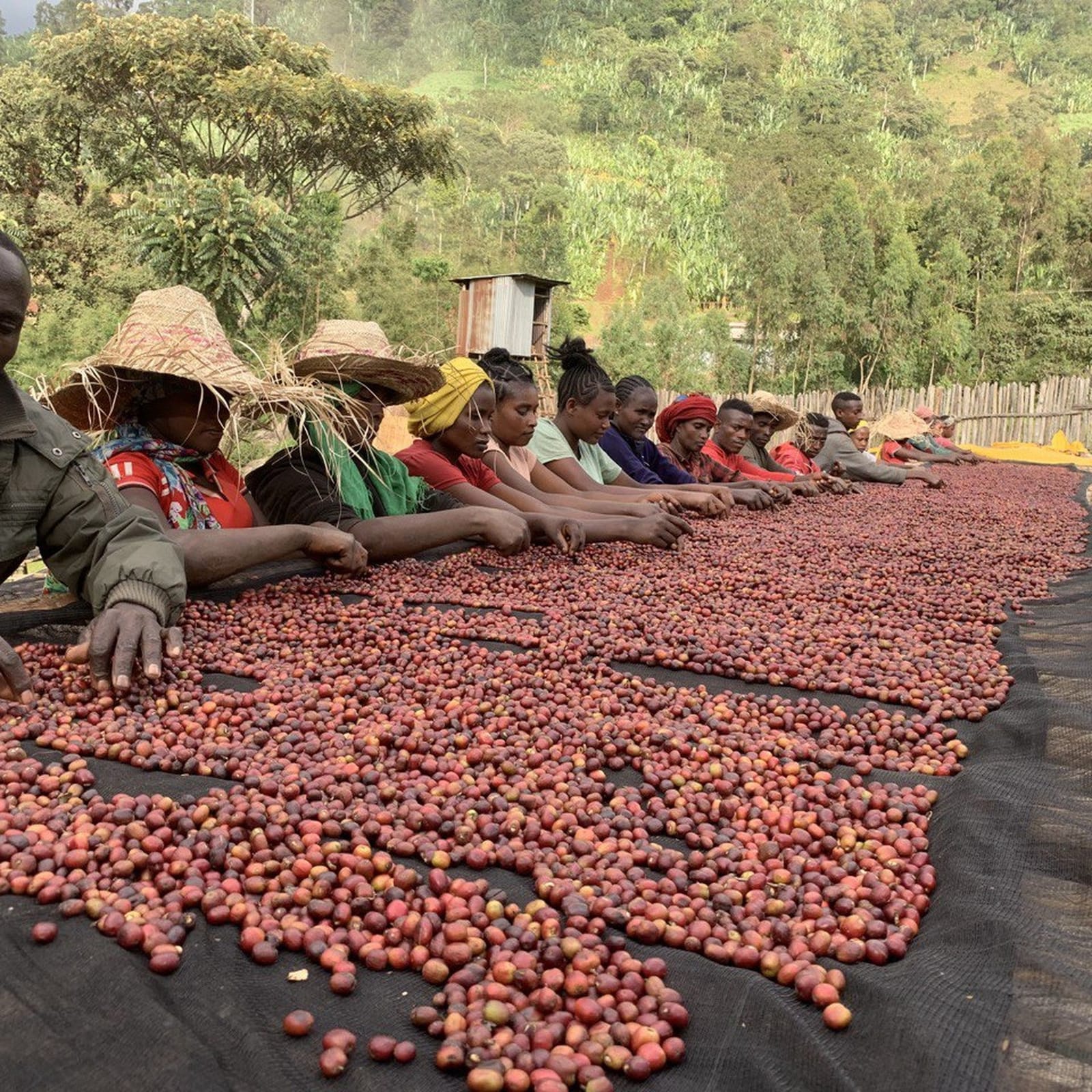 V60 Specialty Coffee Roasters photo 6