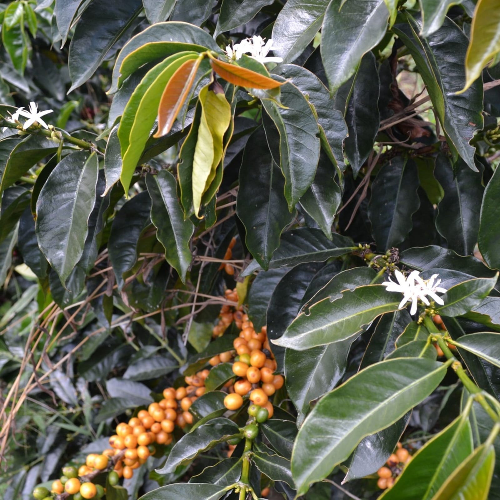V60 Specialty Coffee Roasters photo 4