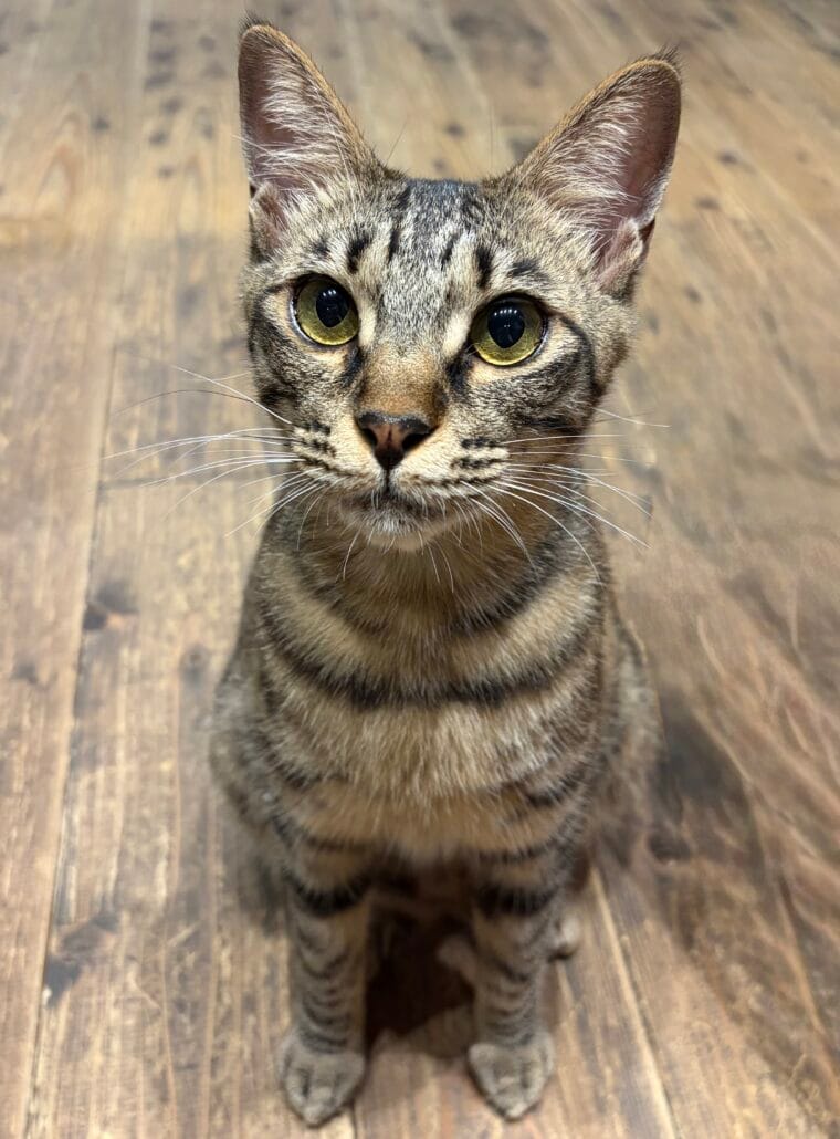 保護ねこカフェneu。 photo 7