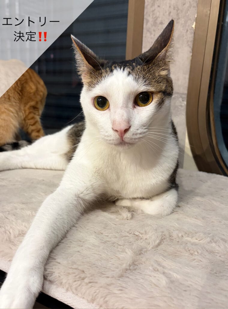 保護ねこカフェneu。 photo 6