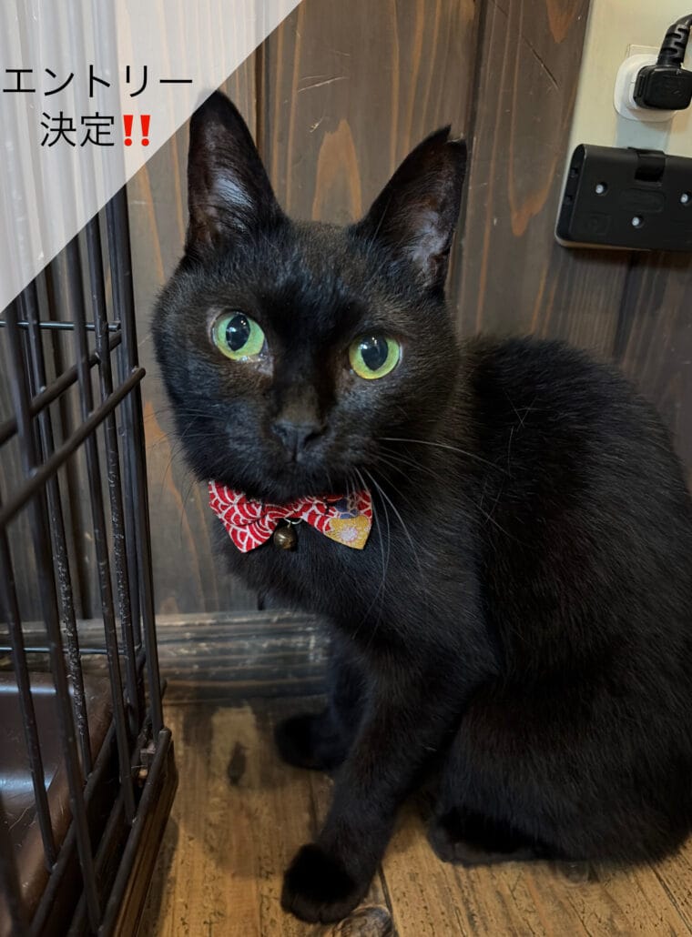 保護ねこカフェneu。 photo 2