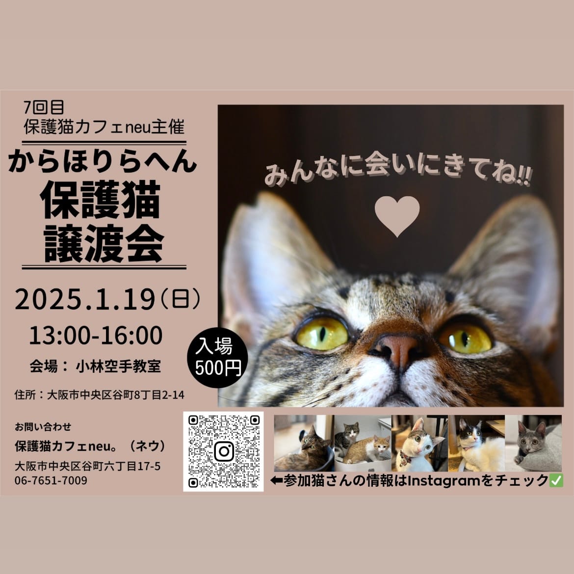 保護ねこカフェneu。