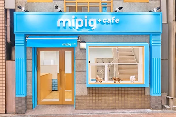 mipig cafe photo 7