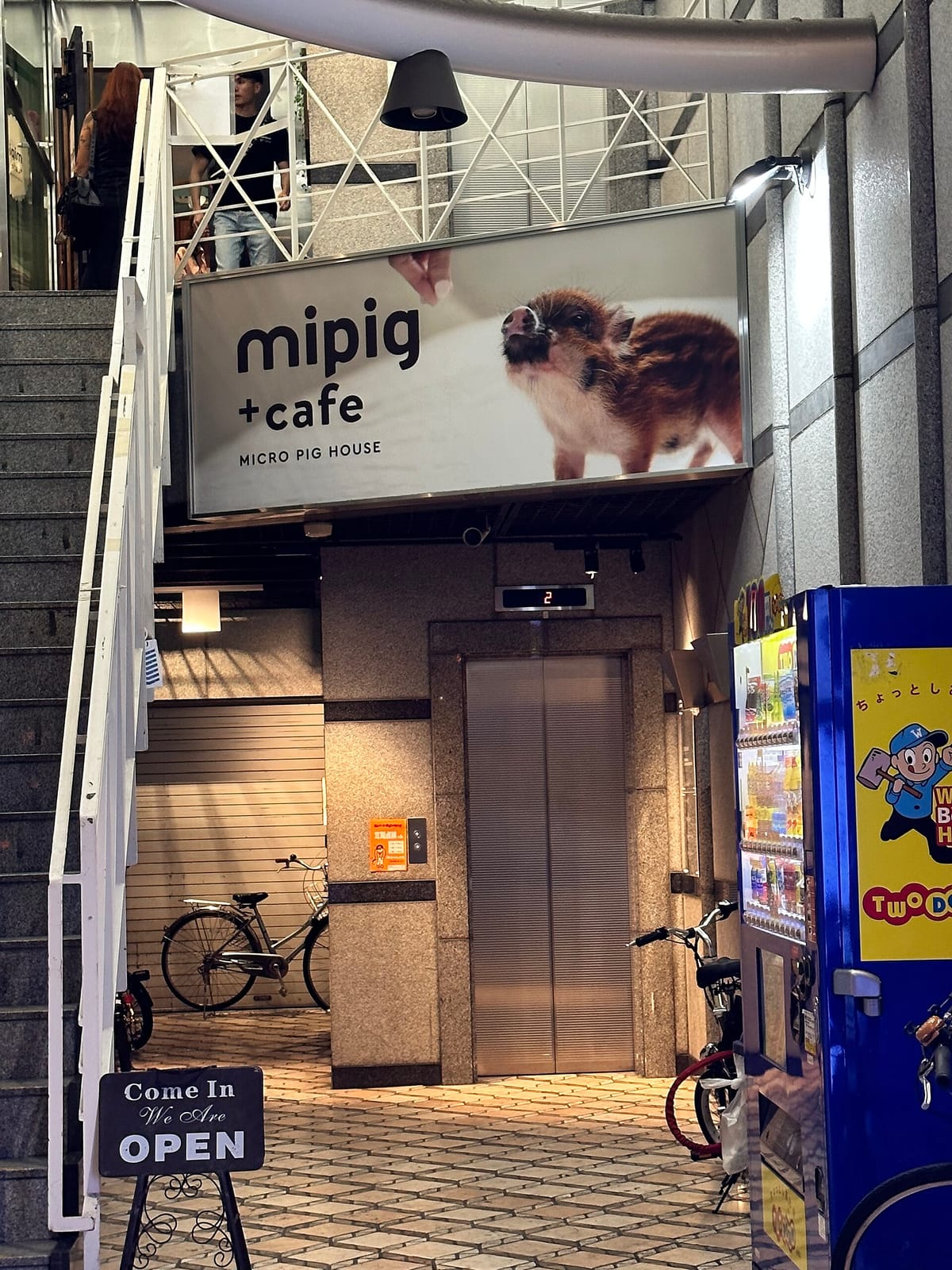 mipig cafe photo 12
