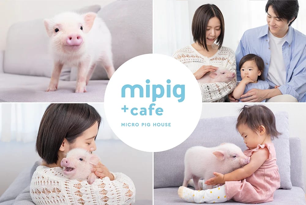 mipig cafe photo 5