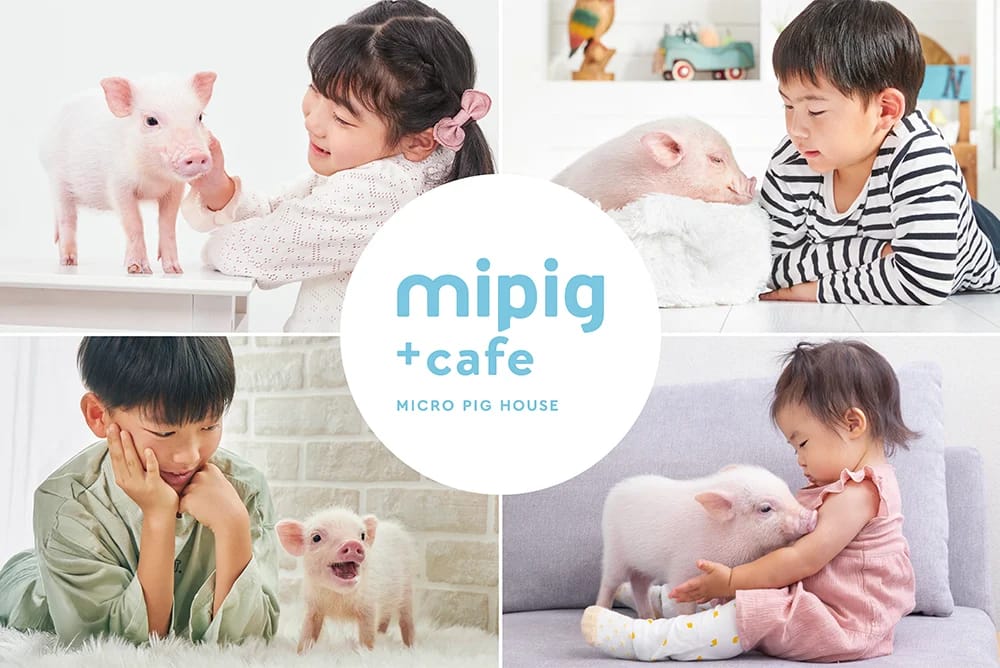 mipig cafe photo 6