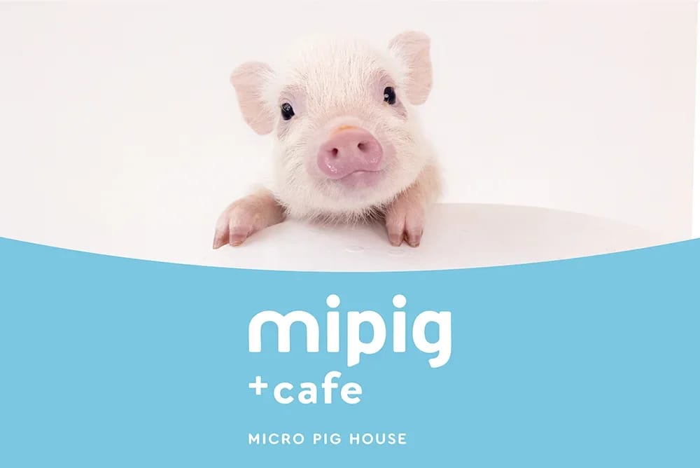 mipig cafe photo 4