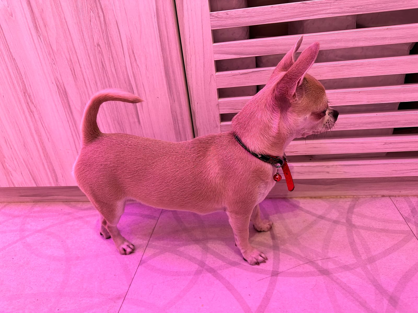 Dog Cafe RIO photo 2