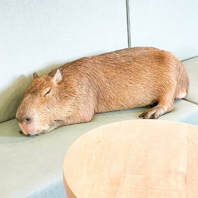 Café Capybara photo 5