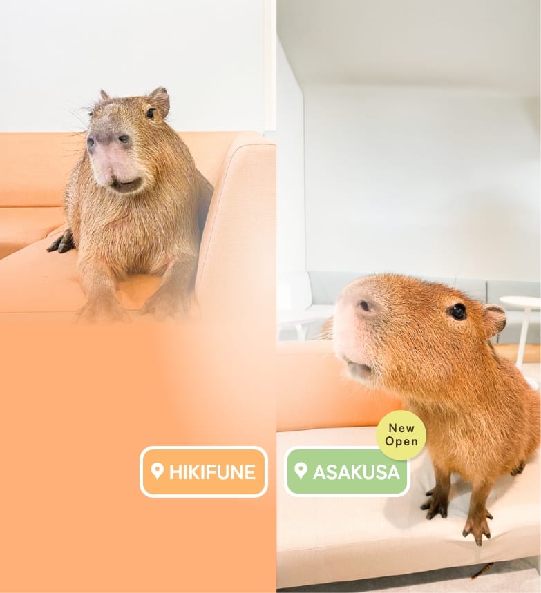 Café Capybara photo 3