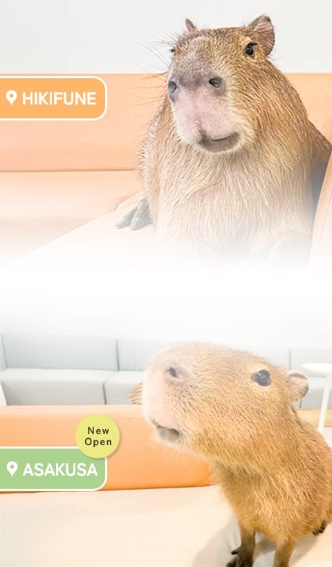 Café Capybara photo 4