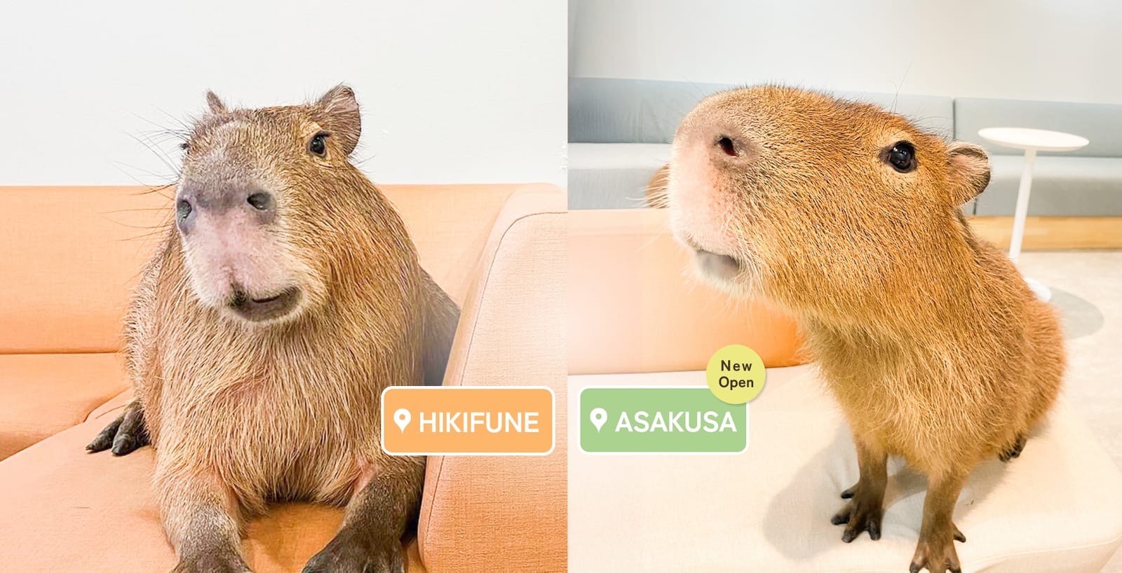 Café Capybara photo 2