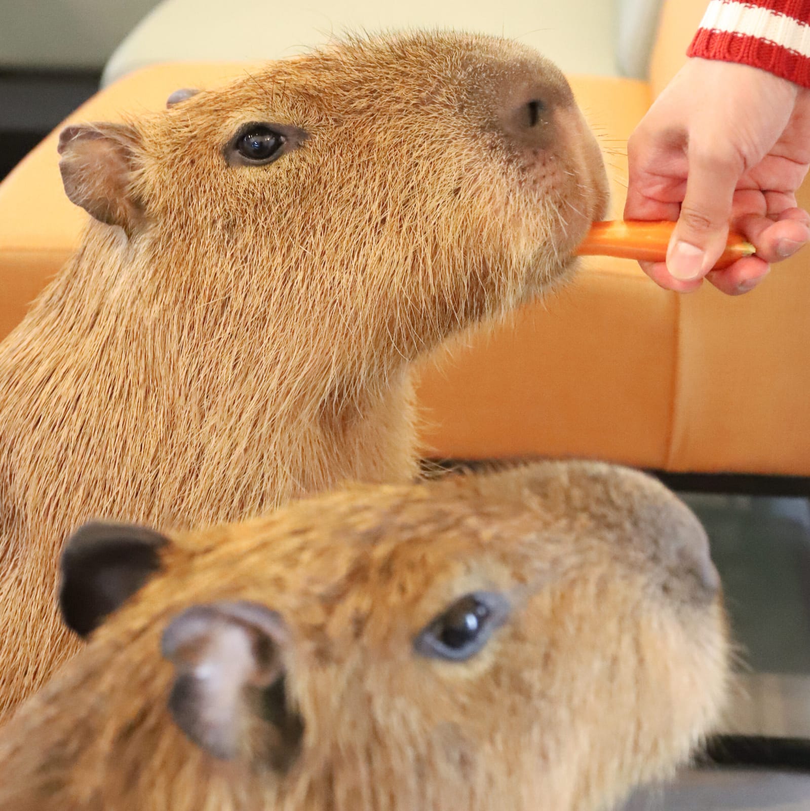 Café Capybara