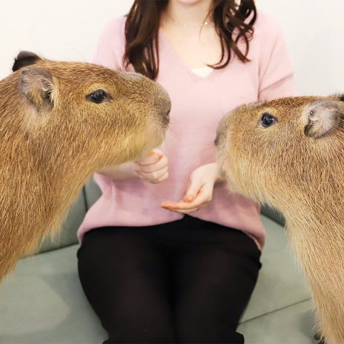 Café Capybara photo 6