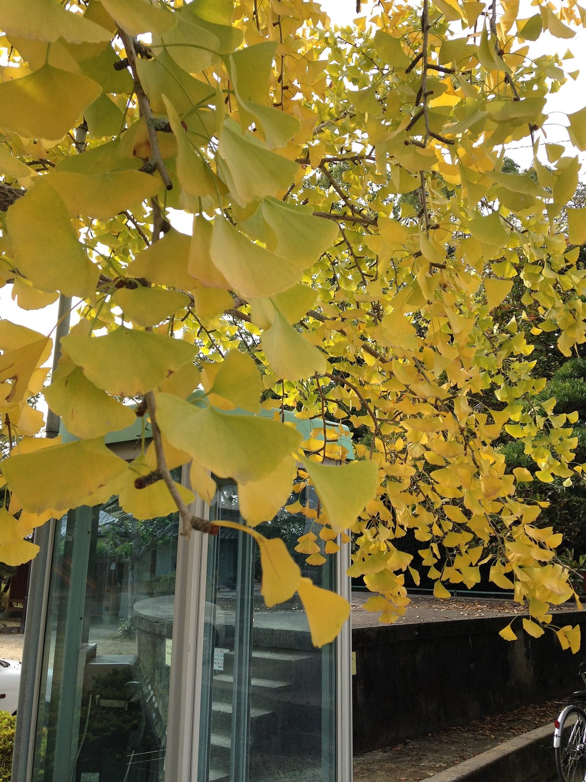 古民家Cafe tanabata photo 3