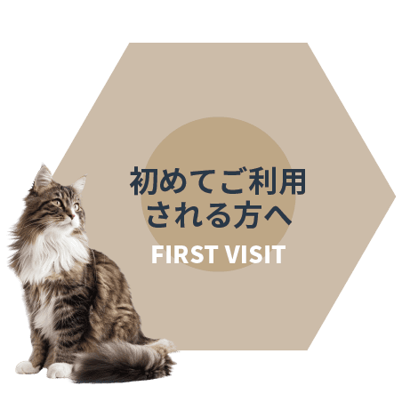 Cat Café MOFF photo 5