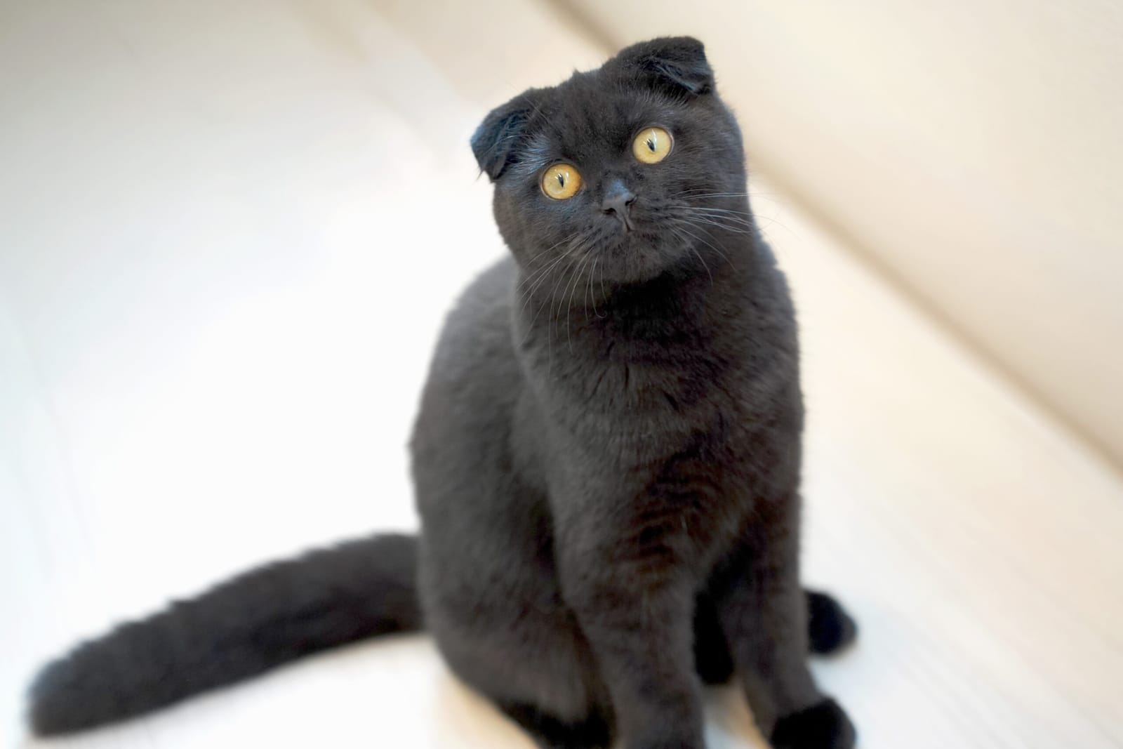 Cat Café MOFF