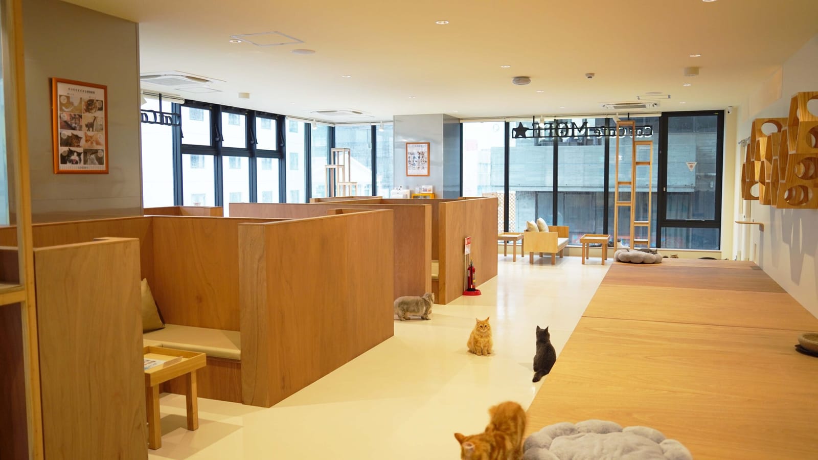 Cat Café MOFF photo 2