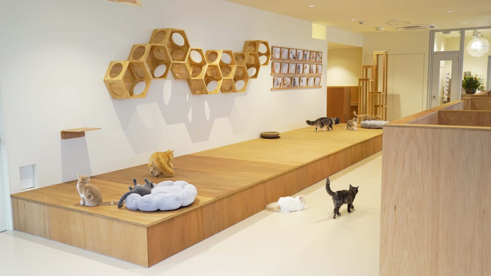 Cat Café MOFF photo 3