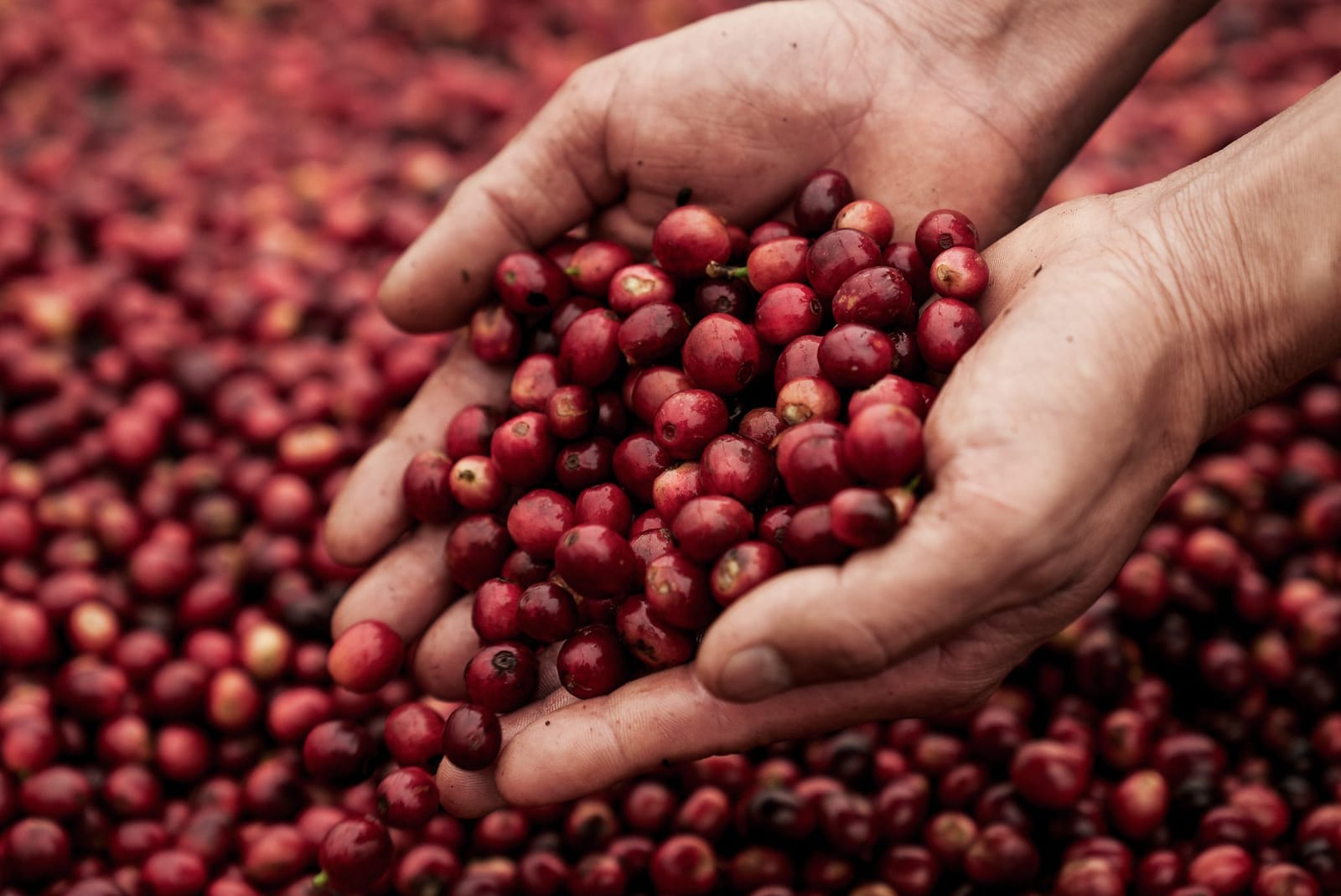 Yuni Coffee Co. photo 8