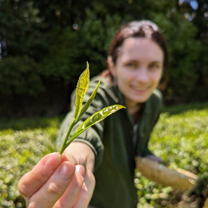 Yugen Tea photo 4