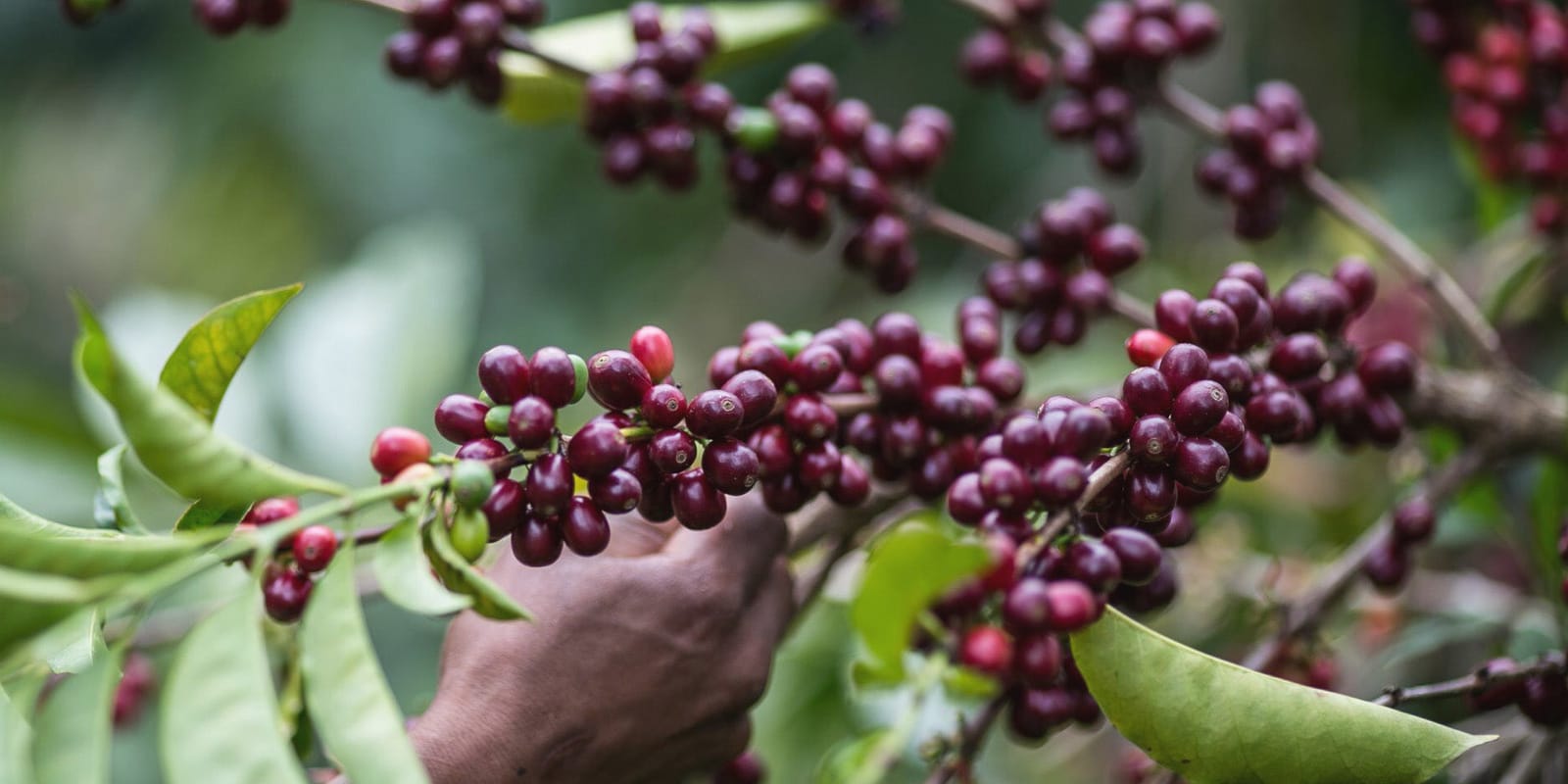 SEY Coffee photo 2