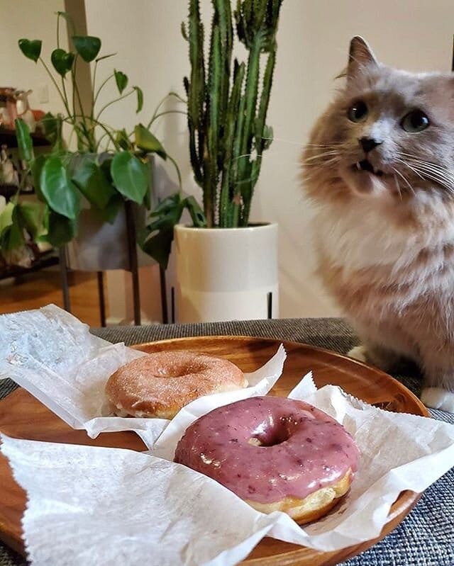 Dun-Well Doughnuts photo 4