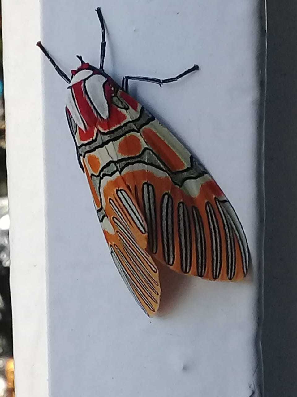 ipala