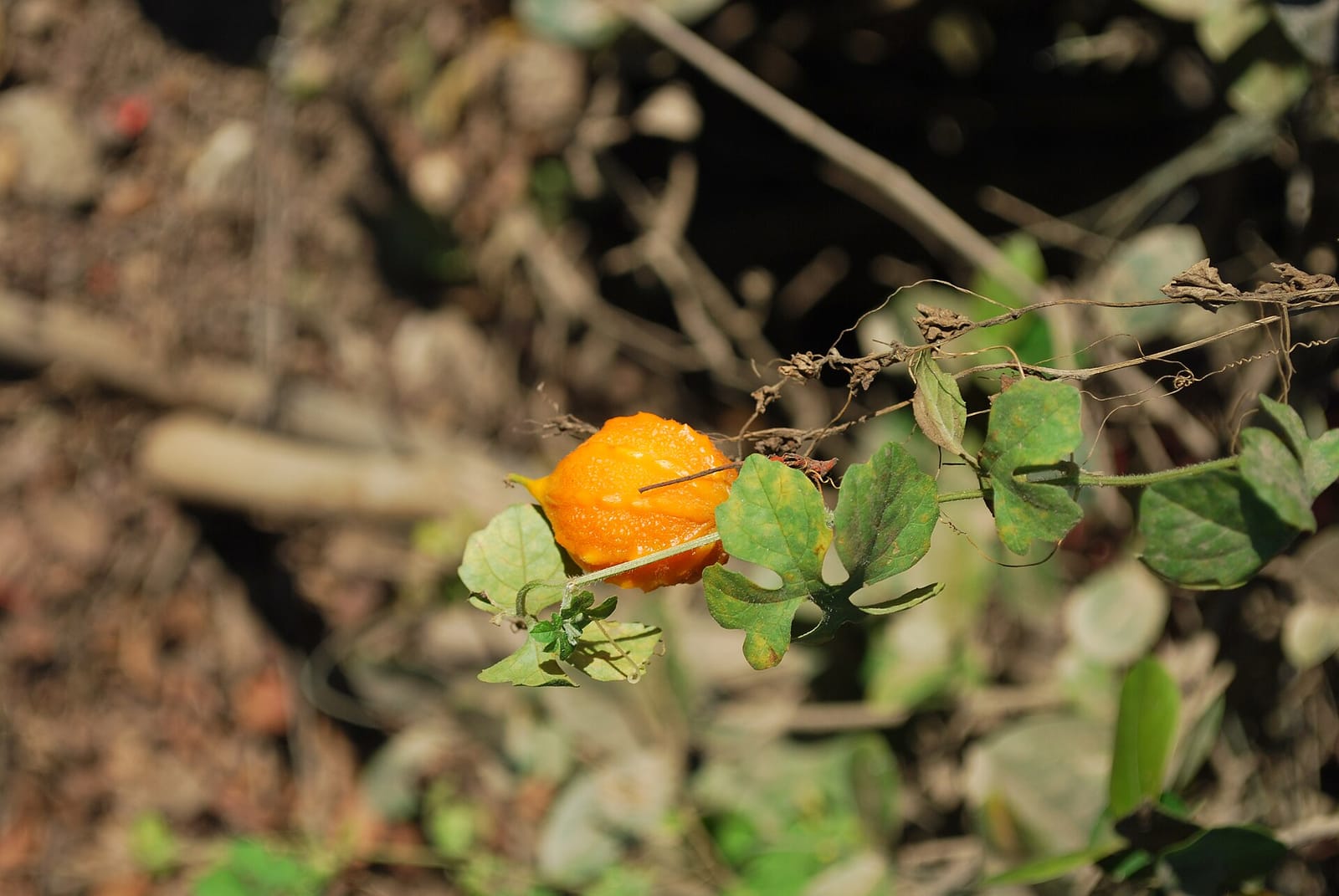 Café Panchatantra photo 2