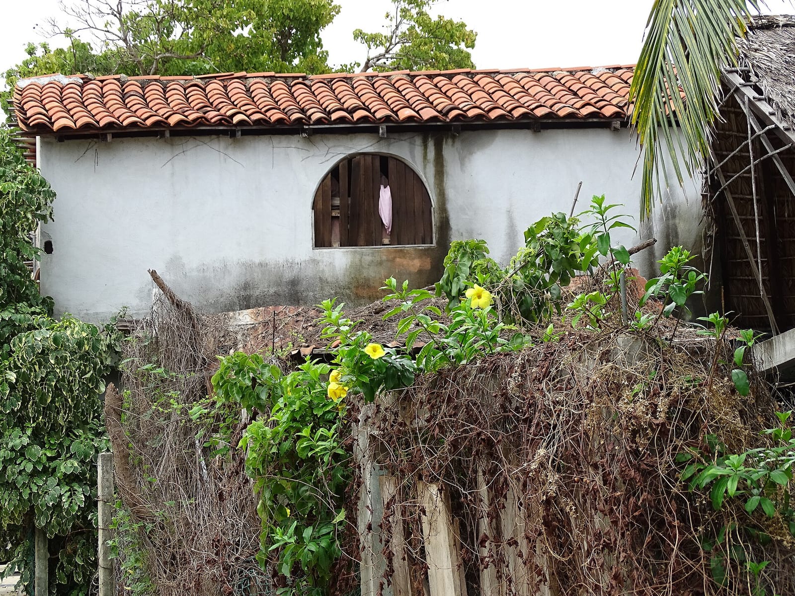 Toloache, Zipolite photo 3