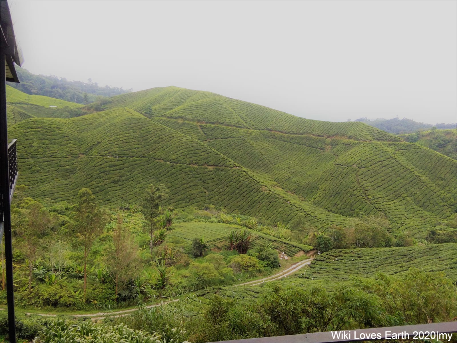 Sungai Palas Boh Tea Cafe photo 4